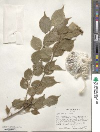 Prunus mume image