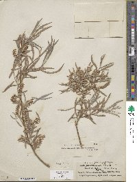 Salix exigua image
