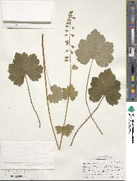 Tellima grandiflora image