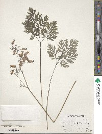 Dicentra eximia image