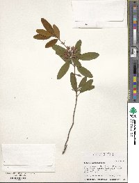 Image of Kalmia angustifolia