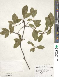 Rhododendron periclymenoides image