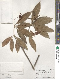 Illicium floridanum image