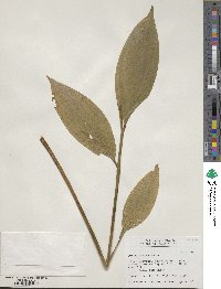 Maianthemum racemosum image