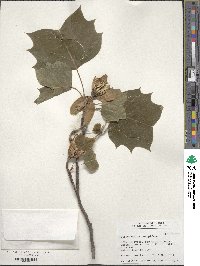 Liriodendron tulipifera image