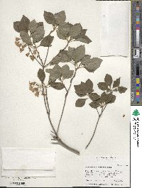 Image of Enkianthus campanulatus