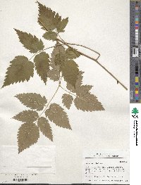 Aruncus dioicus image