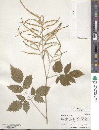 Aruncus dioicus image