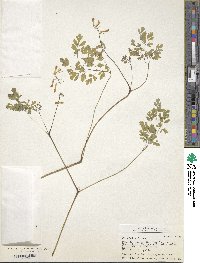 Pseudofumaria lutea image