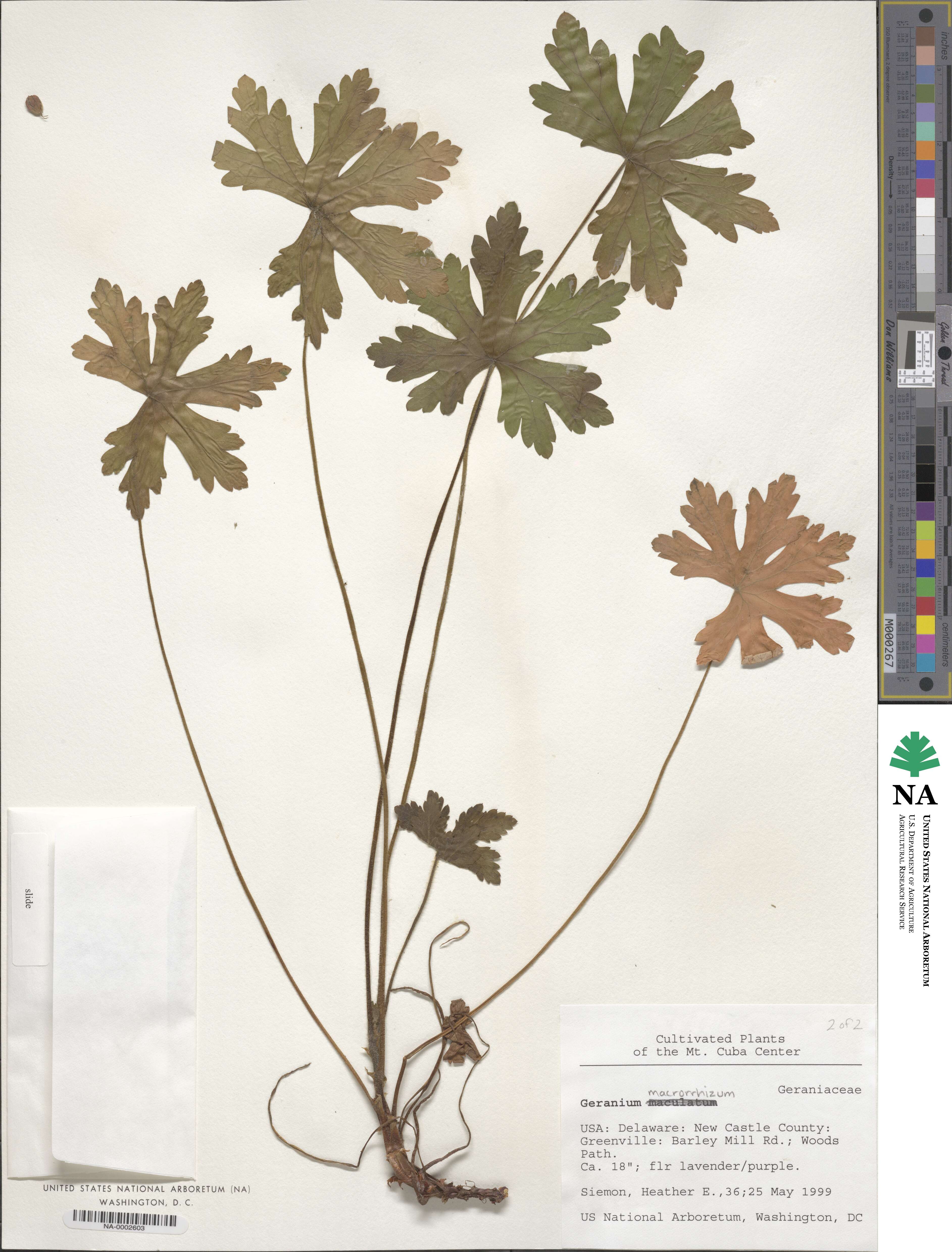 Geranium macrorrhizum image