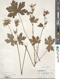 Geranium macrorrhizum image