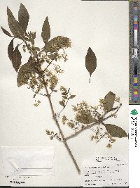 Chionanthus virginicus image