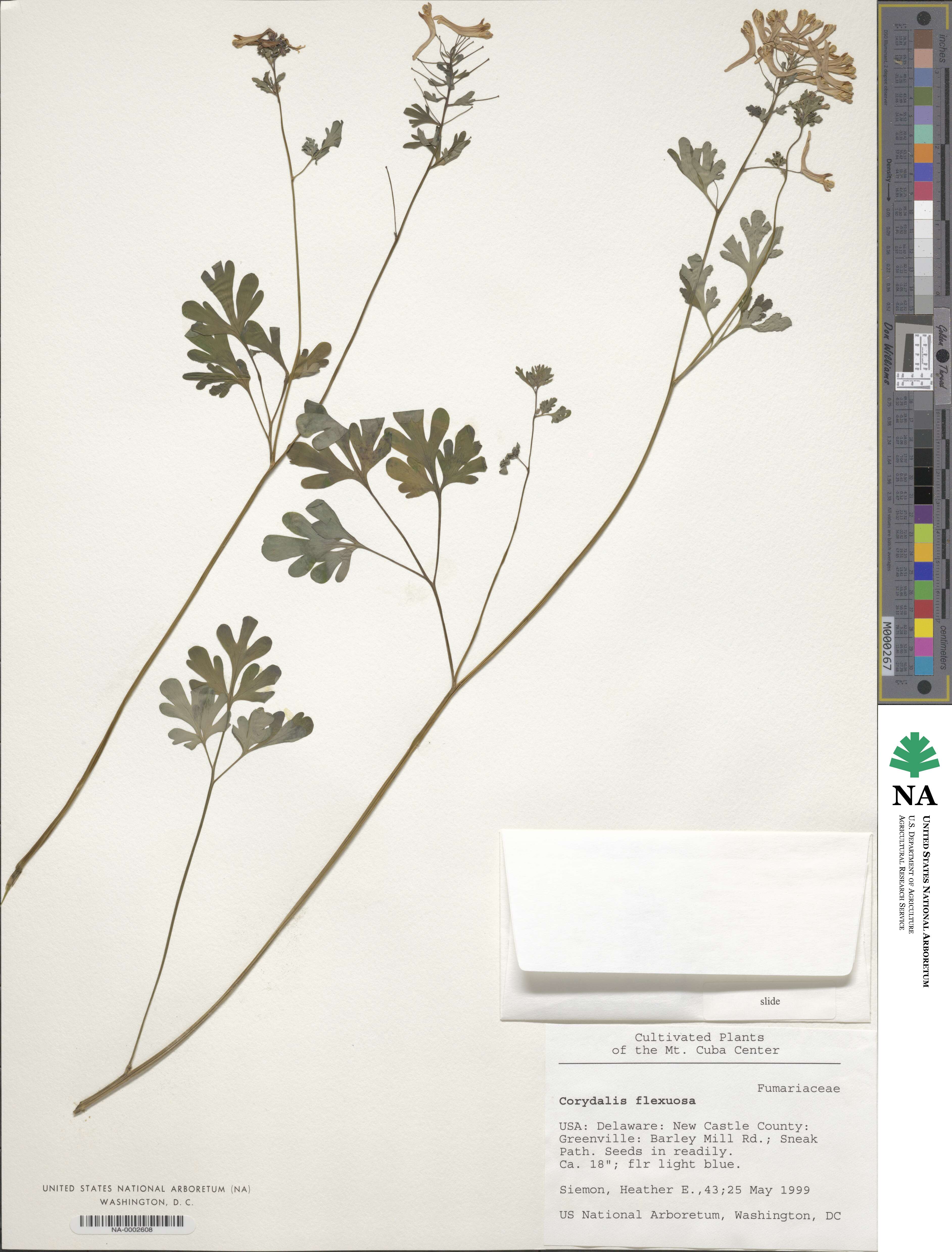 Corydalis flexuosa image
