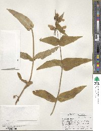 Penstemon smallii image