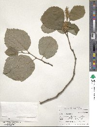 Fothergilla latifolia image