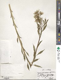 Amsonia tabernaemontana image