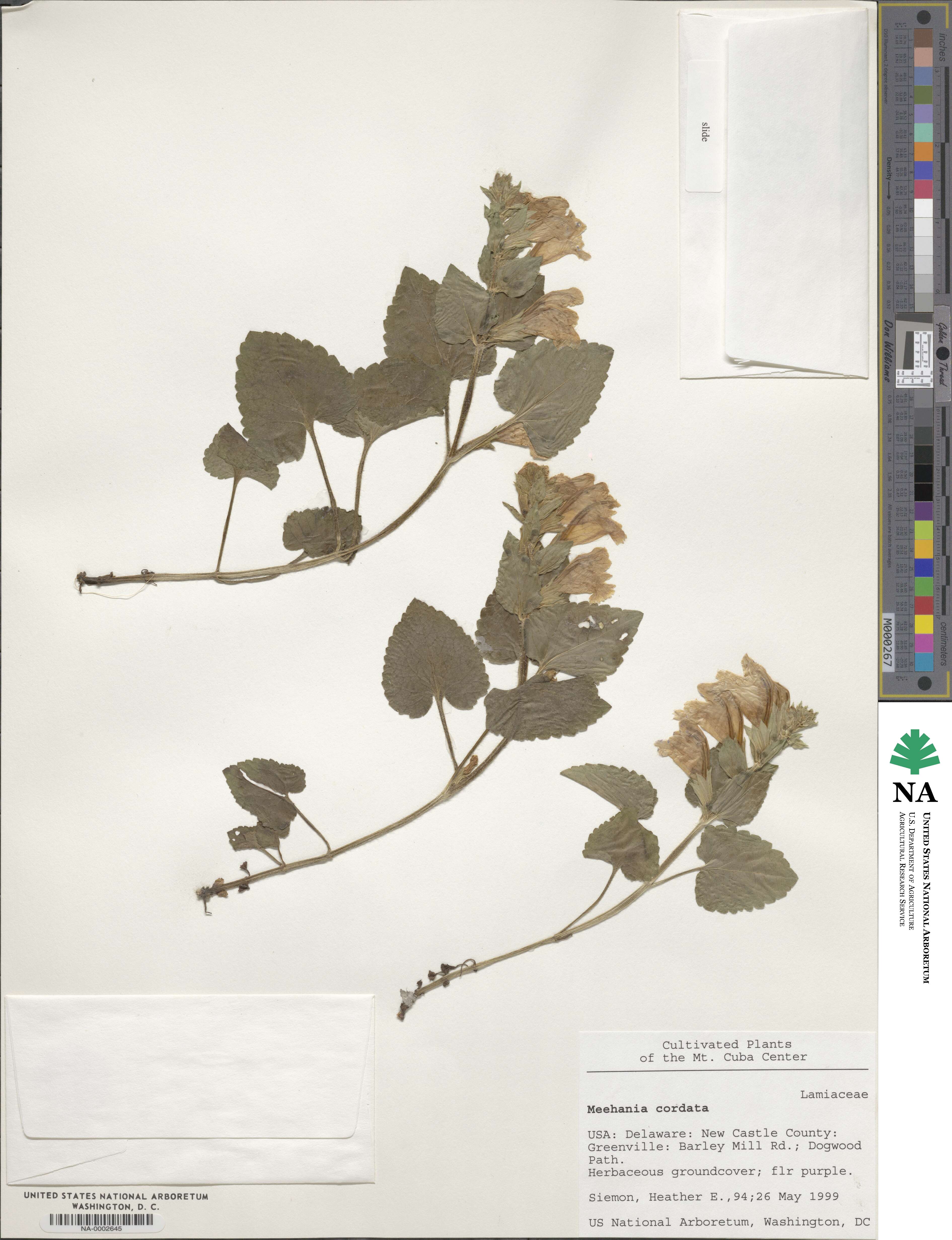 Meehania cordata image