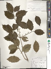 Ilex opaca image