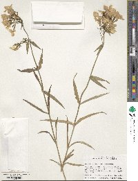 Phlox pilosa image