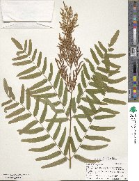 Osmunda regalis image