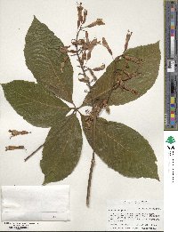 Aesculus pavia image