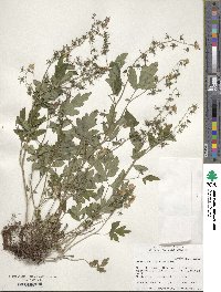 Image of Phacelia bipinnatifida