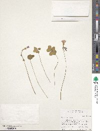 Oxalis violacea image