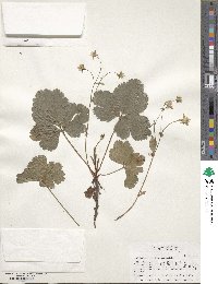 Geum fragarioides image