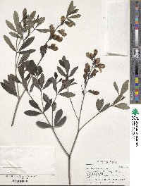 Image of Baptisia lanceolata