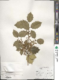 Ilex opaca image