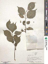 Prunus mume image