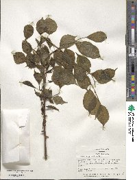 Prunus mume image