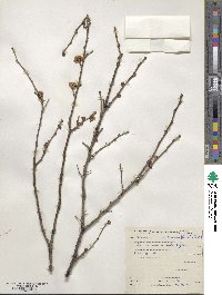 Prunus mume image