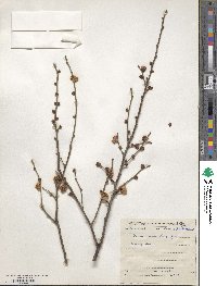 Prunus mume image