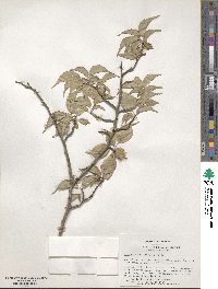 Prunus mume image