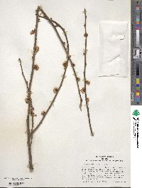 Prunus mume image