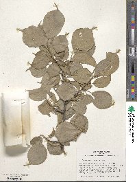 Prunus mume image