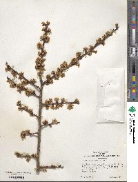 Prunus mume image