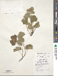 Rubus arcticus image