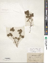 Rubus arcticus subsp. acaulis image