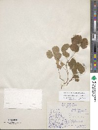 Rubus arcticus subsp. acaulis image