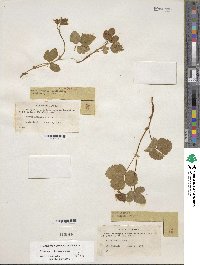 Rubus arcticus subsp. arcticus image