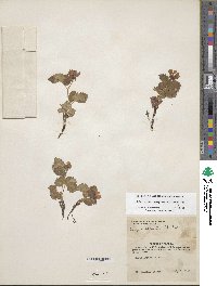 Rubus arcticus image