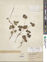 Rubus arcticus subsp. acaulis image