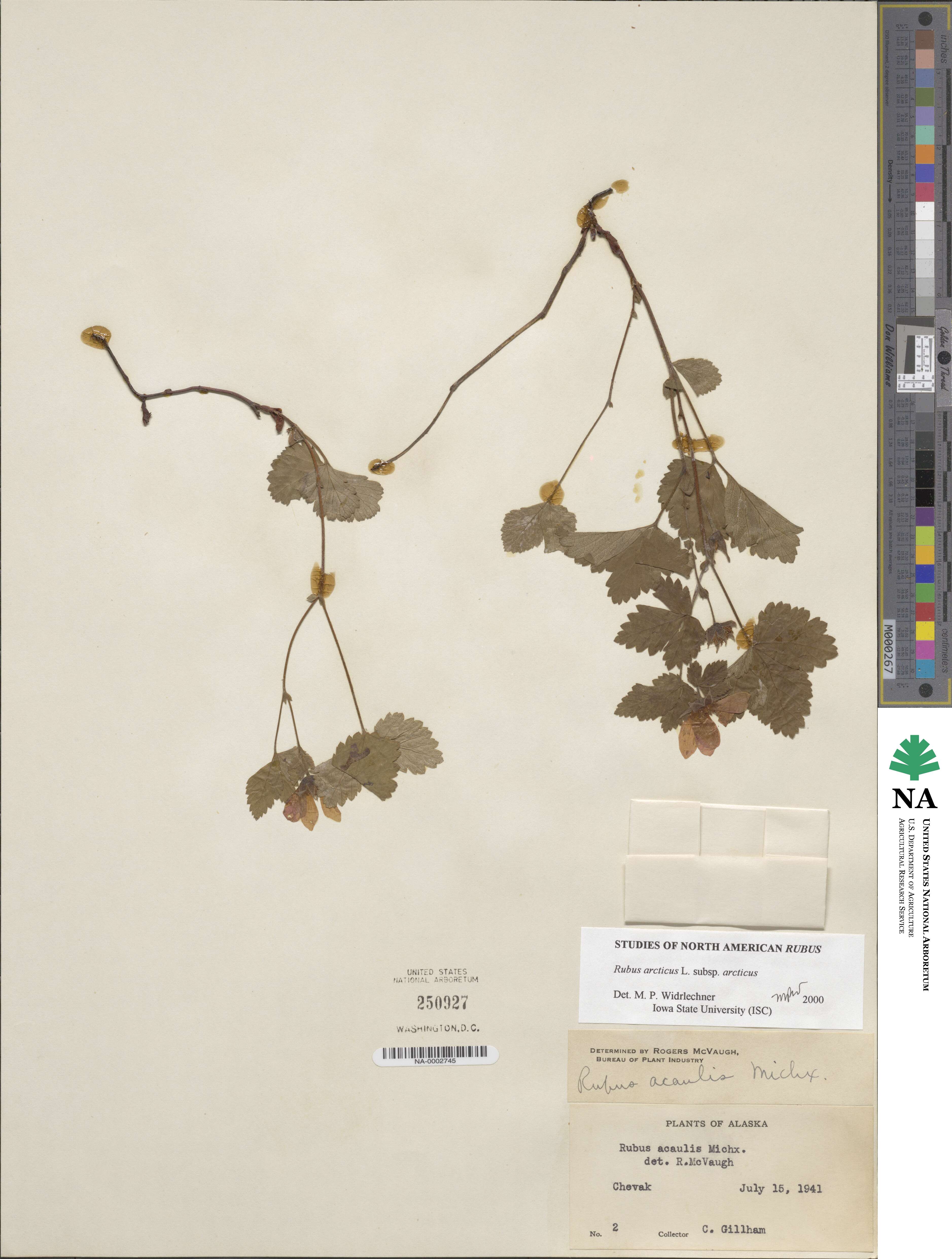 Rubus arcticus subsp. arcticus image