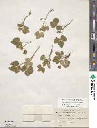 Rubus arcticus subsp. acaulis image