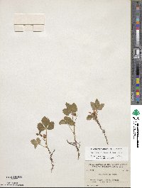 Rubus arcticus subsp. acaulis image