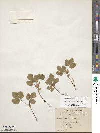 Rubus arcticus subsp. acaulis image