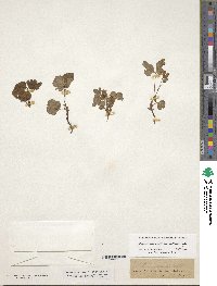 Rubus arcticus subsp. acaulis image