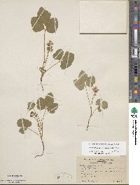 Rubus arcticus subsp. acaulis image